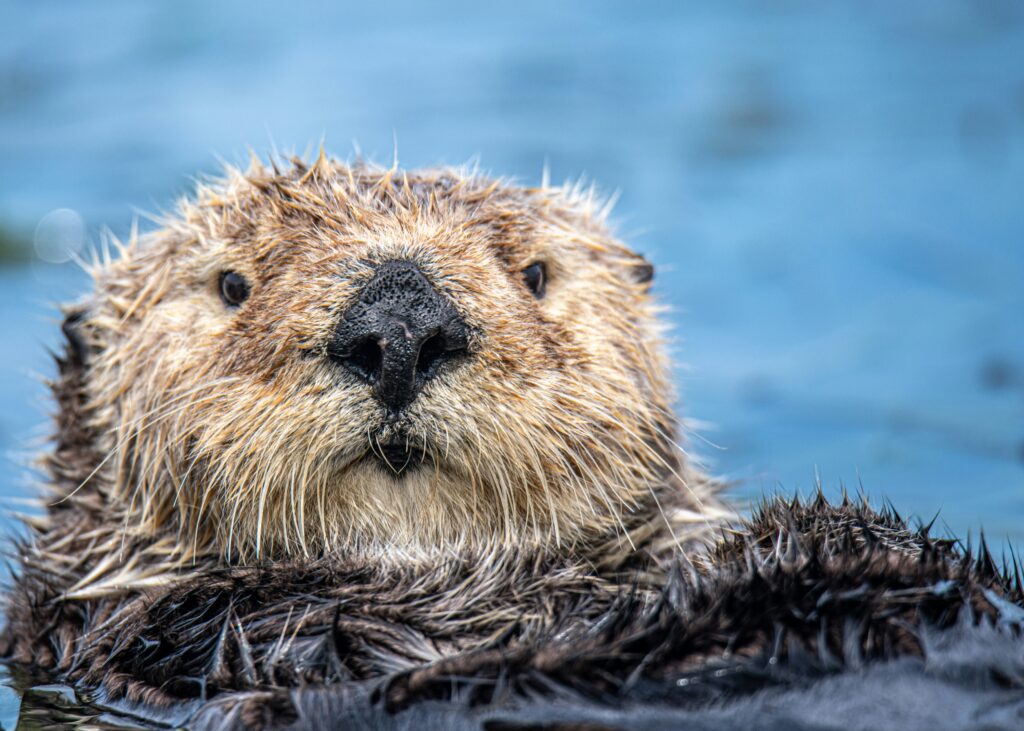 Otter | Foto von mana5280 auf Unsplash